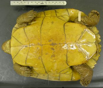 Media type: image; Herpetology R-38385